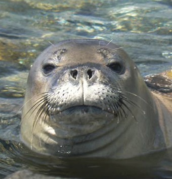 Feds plan to euthanize aggressive monk seals