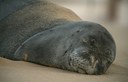 Monk Seal Blame Game
