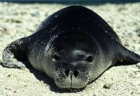 Monk Seals Save the Beach!