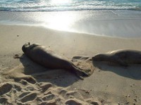 monk-seals-on-beach.jpg