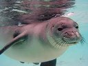 Save a beach, save a seal -- public hearings