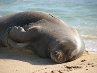 Why care about monk seals?