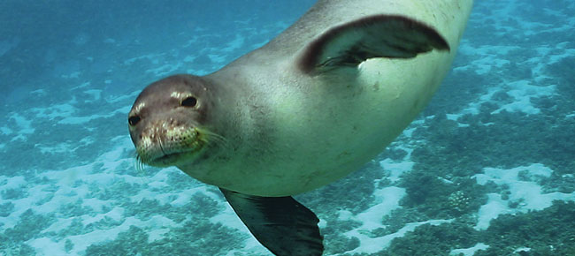 Hawaiian Monk Seals — KAHEA