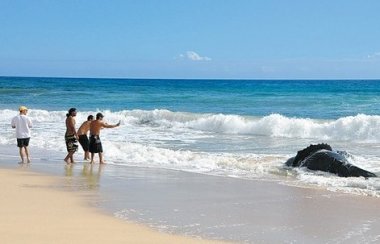 Kauai whale2019s death a mystery | North Shore Kauai