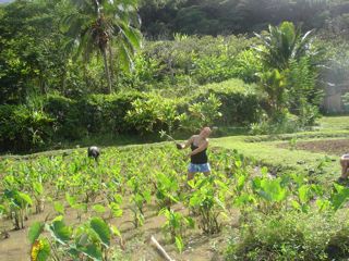 Organic taro lo’i on Oahu… hanahauoli!