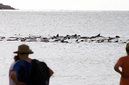 sonar-distressed whales at Hanalei