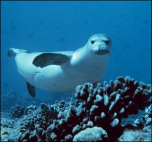 hawaiian monk seal