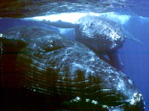 humpbackwhale-underwater3.jpg