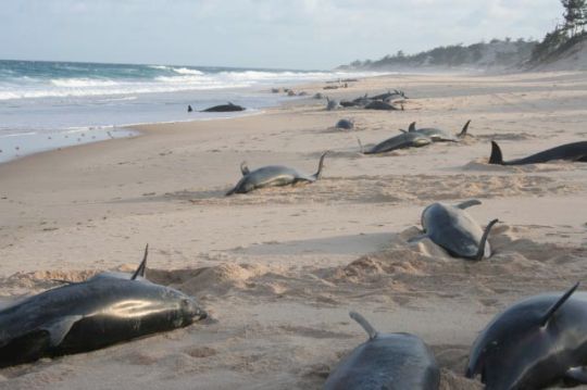 2006 mozambique dolphin stranding