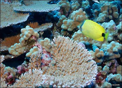 nwhi-coral.jpg