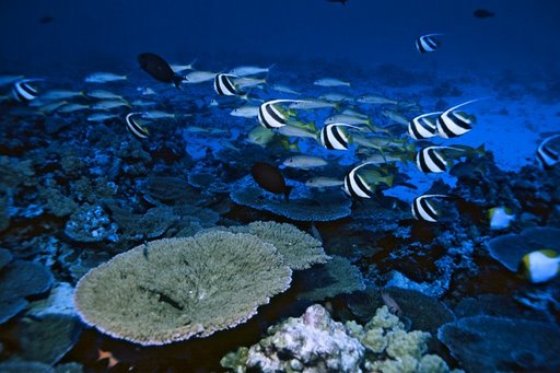 reef fish, french frigate shoals