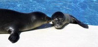 Monk seal habitat protection expansion hearings announced
