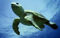 Victory for Sea Turtles