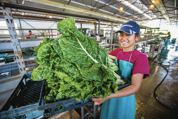 Waianae farm steps up growth of produce and college grads