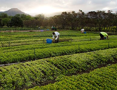 Farms, Not Dumps for Wai'anae Coast