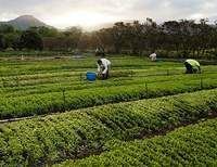 Farms, Not Dumps for Wai'anae Coast