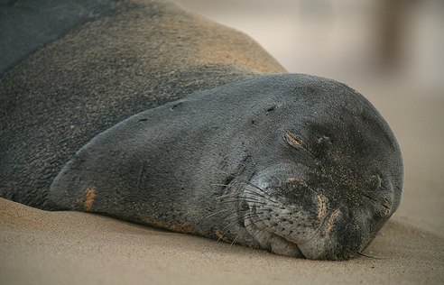 Monk Seal Blame Game