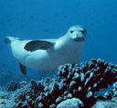 Monk Seals Should be Saved, Not Shot!