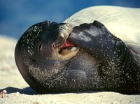 Saving Monk Seals