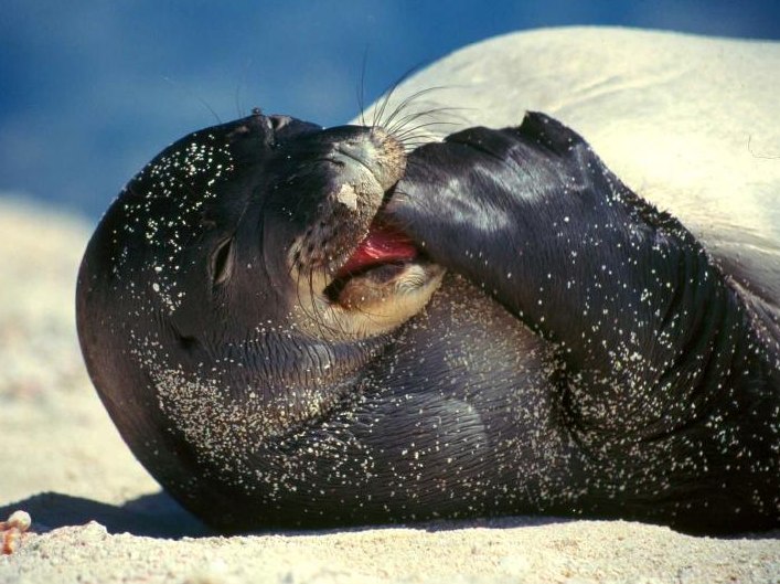 monk seal