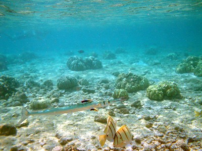 Kona Reef