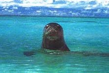 monk seal