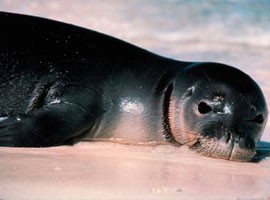 Monk Seal pic for Kehaulani Watson Feature